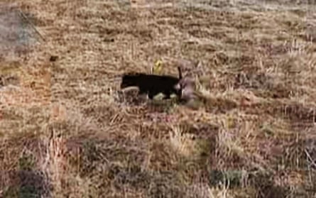 On the lam … one of the Kangala Wildlife Rescue images of Valerie.