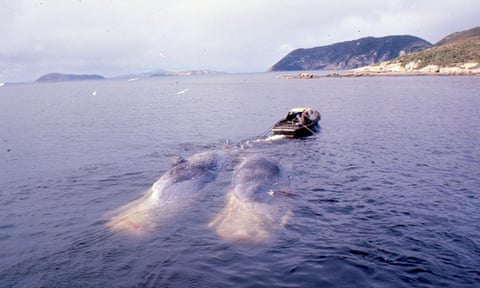 In the late 1970s, Cheyne Beach Whaling company in Albany, Western Australia was still hunting sperm whales.