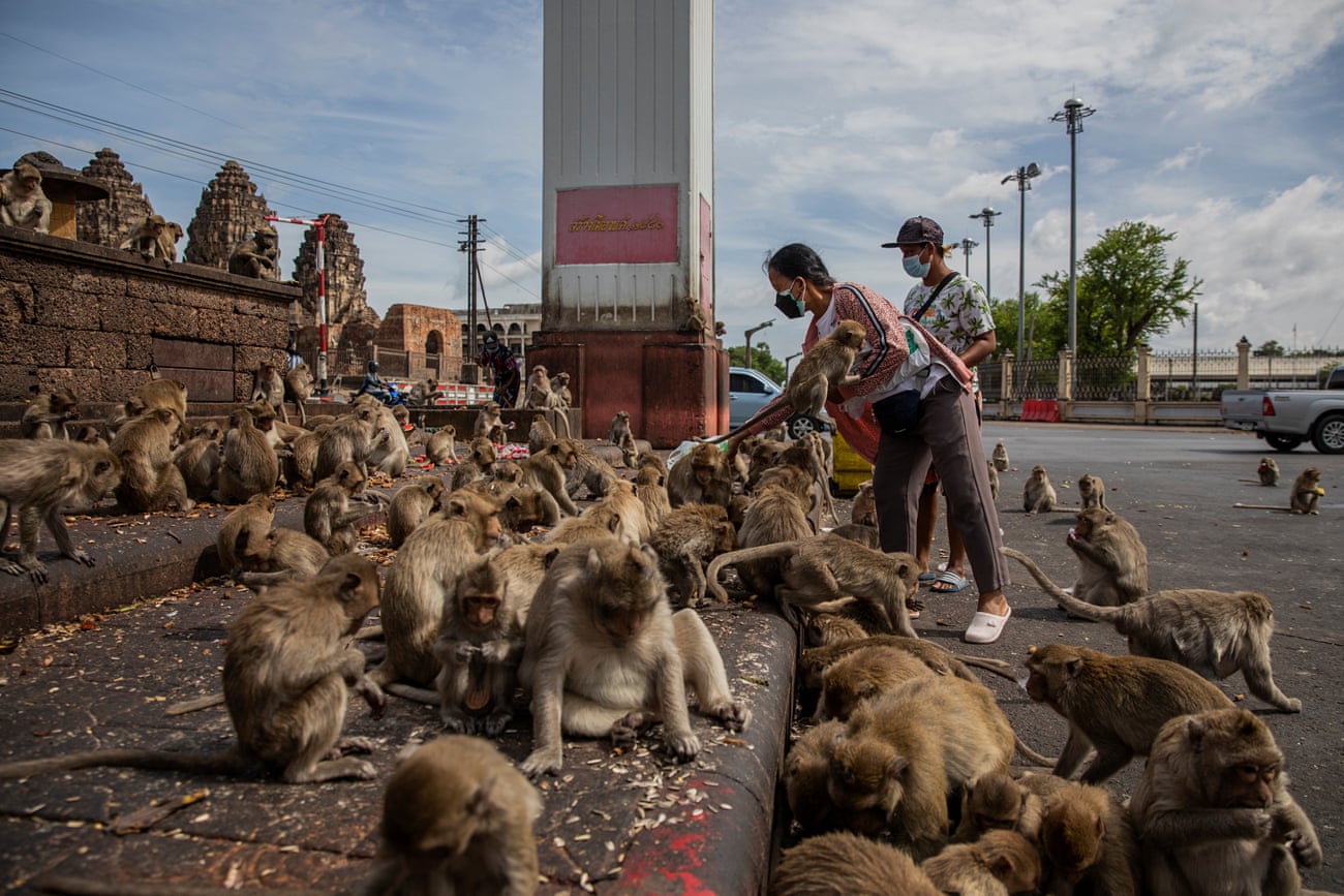 Local tourists pose for a photo with monkeys after donating to the temple and offering them some food