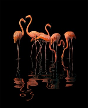 Six pink flamingoes stand ankle-deep in water so dark it acts as a mirror, the waves making their long necks seem even more sinuous
