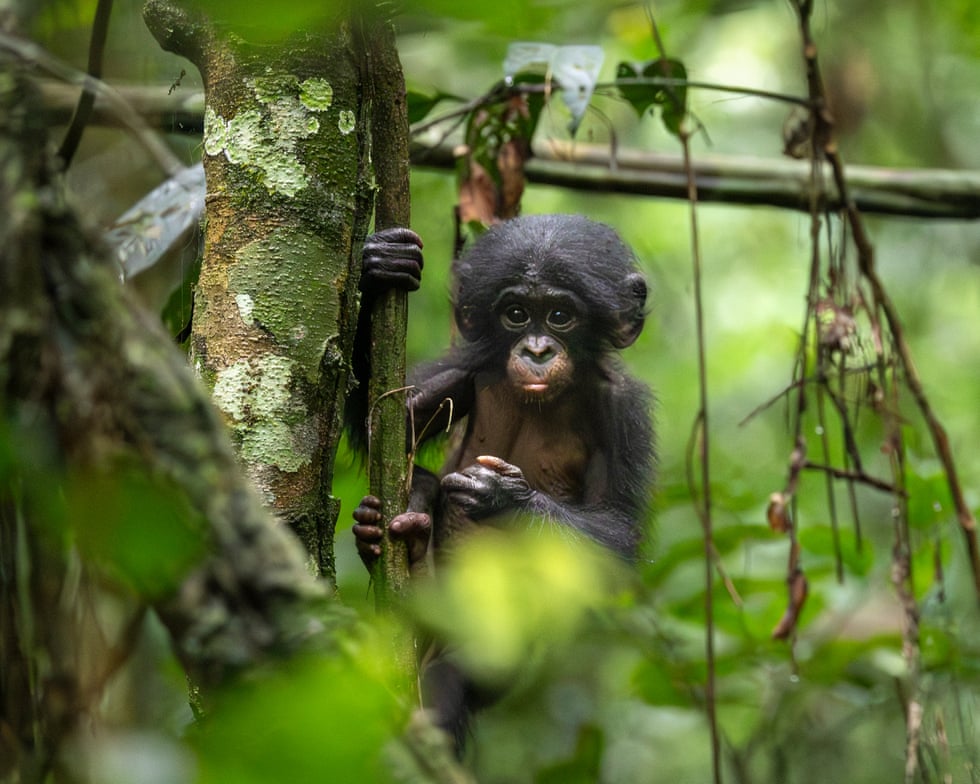 Bonobos transformed how we think about animal societies. Can we save the last of the ‘hippy apes’? Bonobos transformed how we think about animal societies. Can we save the last of the ‘hippy apes’?