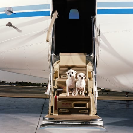 Dogs on pull-down steps up to private plane