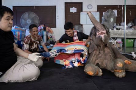 Vets and keepers with a baby elephant during her recovery at the Bueng Chawak wildlife rescue centre