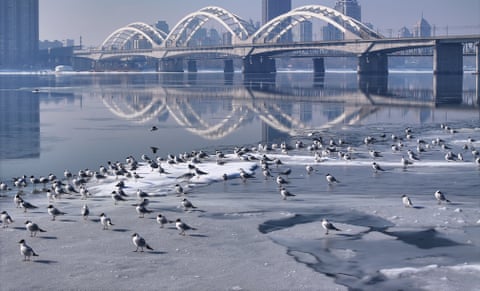 Dezenas de pássaros pousam em uma placa de gelo em um rio, com uma ponte ao fundo.