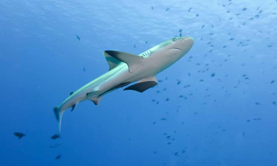 A shark in Palau