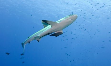 A shark in Palau
