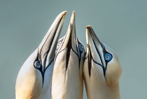 Os Gannets se reuniram em Bempton Cliffs em Yorkshire, Reino Unido, enquanto mais de 250.000 aves marinhas se reuniam ali para acasalar e criar seus filhotes. De abril a agosto, as falésias ganham vida com adultos construtores de ninhos e filhotes. A reserva natural, administrada pela RSPB, é mais conhecida por suas aves marinhas em reprodução, incluindo gannet do norte, papagaio-do-mar do Atlântico, razorbill, guillemot comum, kittiwake de patas pretas e fulmar