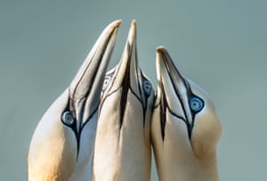 Gannets gathered at Bempton Cliffs in Yorkshire, UK, as more than 250,000 seabirds flock there to mate and raise their young. From April to August the cliffs come alive with nest-building adults and young chicks. The nature reserve, run by the RSPB, is best known for its breeding seabirds, including northern gannet, Atlantic puffin, razorbill, common guillemot, black-legged kittiwake and fulmar