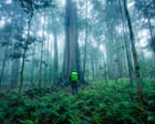Australian tropical rainforest trees switch in world first from carbon sink to emissions source