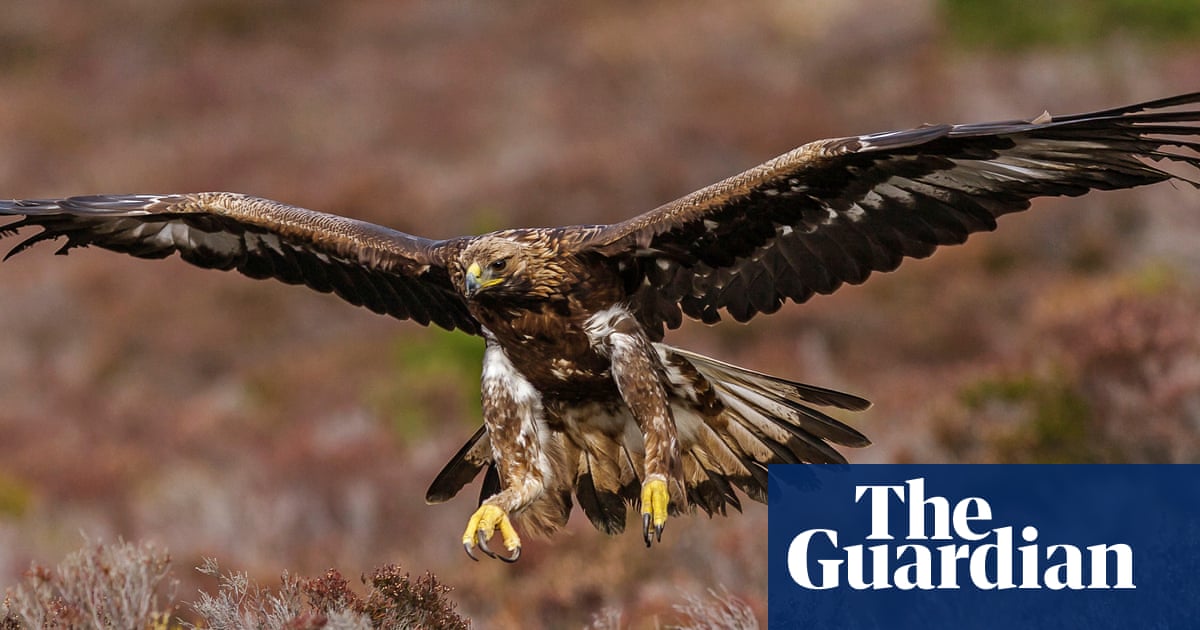 Golden eagles poised for reintroduction in England