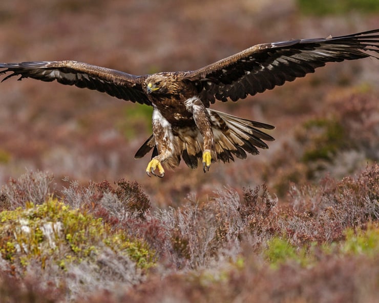 Golden eagles poised for reintroduction in England Golden eagles poised for reintroduction in England