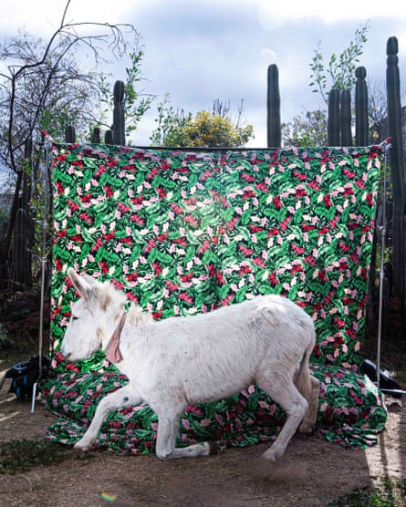 A white donkey trots in front of a floral backdrop set up among cacti