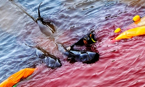 A fisheries worker guides what appear to be pilot whales, which are members of the dolphin family, at Taiji in 2009
