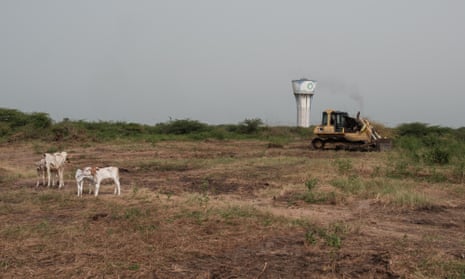 Cattle walk past a bulldozer clearing shrubs from the site where Akon City will be built