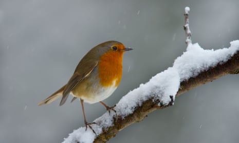 Weatherwatch: how robins became a symbol of Christmas | Birds | The Guardian