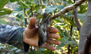 A man tries to free a bird caught on a stick