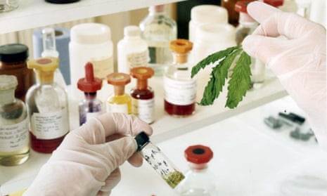 A laboratory analysis of GW Pharmaceuticals’ cannabis samples. 