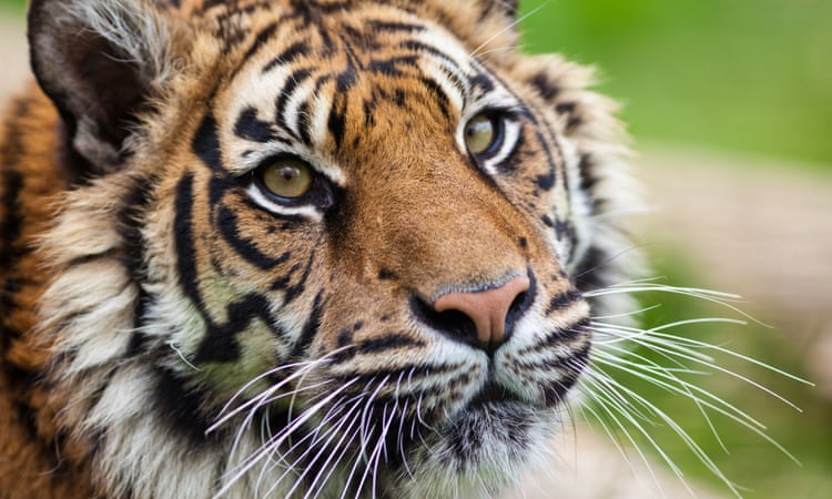 South African tiger farms illegally smuggling body parts, says charity South African tiger farms illegally smuggling body parts, says charity