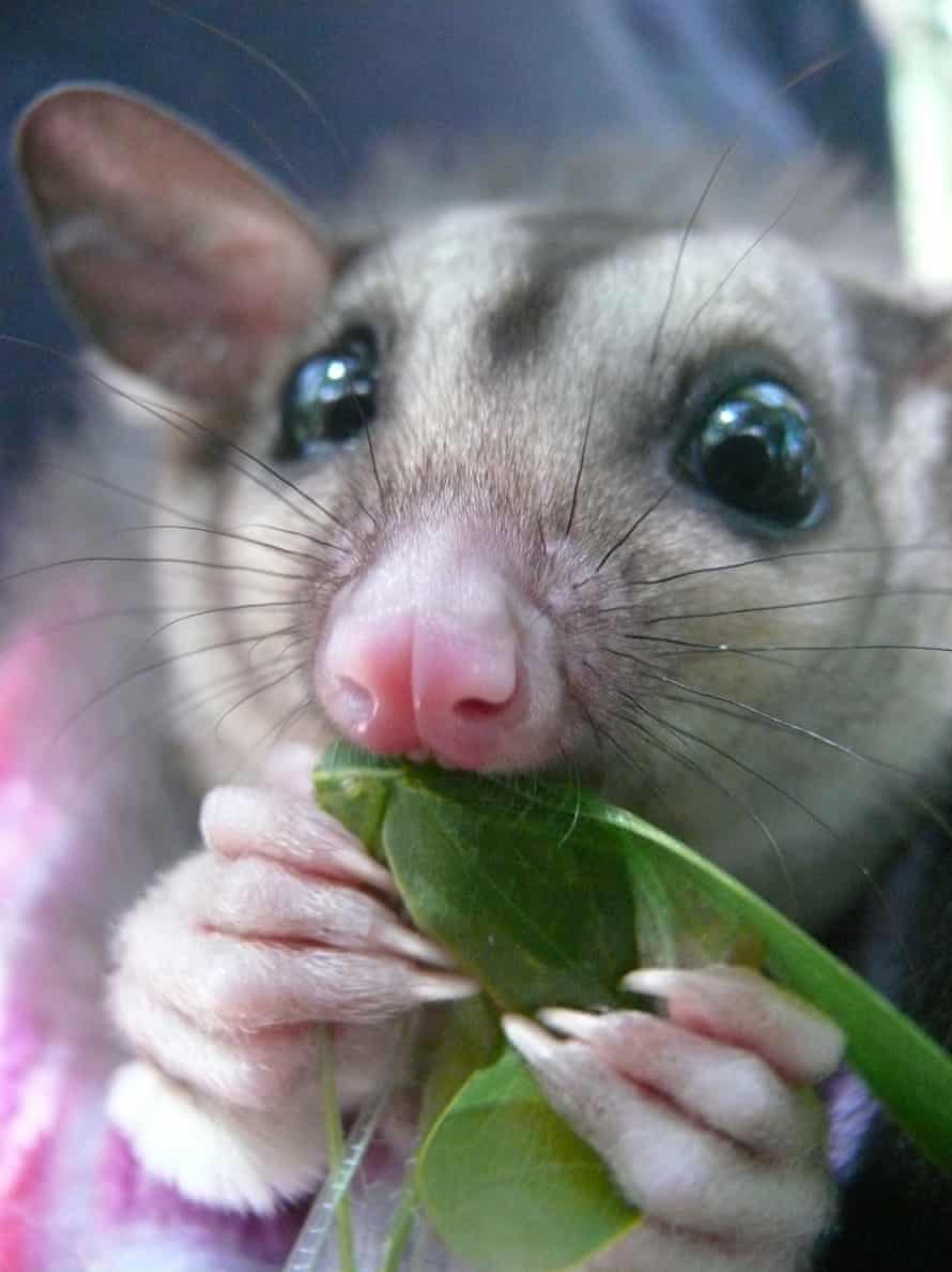 Mahogany Glider eats a green leaf held in its long clawed fingers. It has a pink nose, black whiskers, big black eyes, big ears and short grey and brown fur