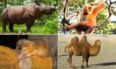 The endangered Sumatran rhino, Hainan gibbon, Bactrian camel and solenodon.