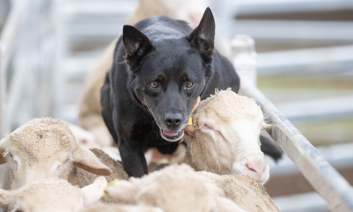 They live for it': working dogs battle for top spot at NSW sheep and cattle trials – photo essay | Rural and regional Australia | The Guardian