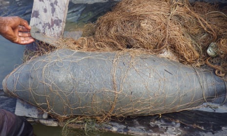 A manatee calf tangled in a fishing net. The mammals face many threats, including death as bycatch and entrapment in dams.