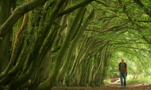 A man walks along a tree lined path