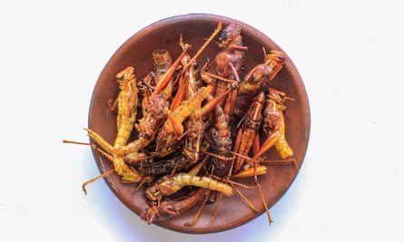 Fried grasshopper or belalang goreng is traditional food from Southeast Asia.