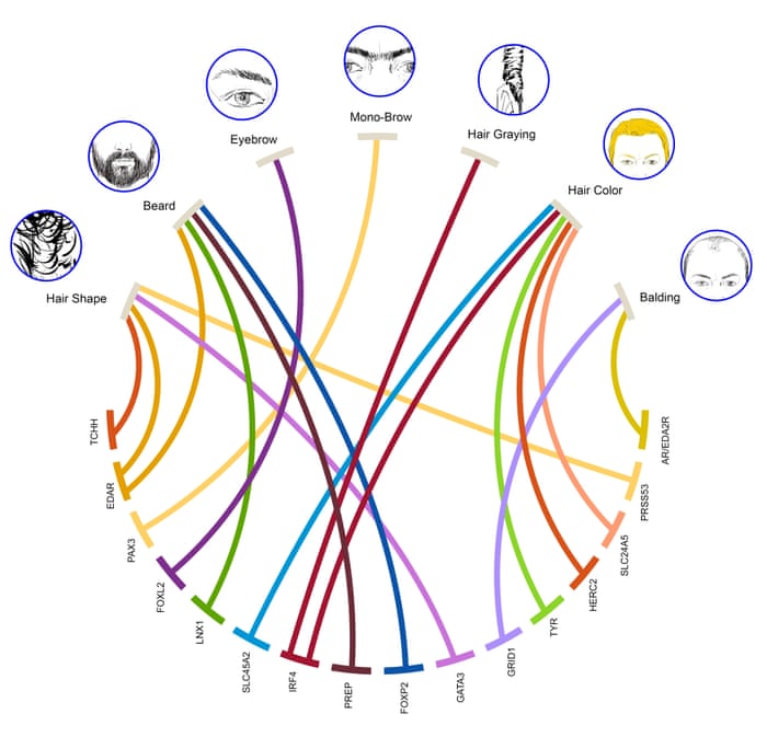 Combing Human Genome Reveals Roots Of Hair Diversity Science