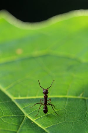 Behavioral and Physiological Ecology winner: Wakeful by Maïlis Huguin/Institut Pasteur de la Guyane Photograph taken in forest in French Guiana. An Ant (Ectatomma sp) on alert defending its territory on a leaf.