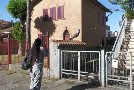 A passerby takes a picture of a wild peacock perched next to a house.