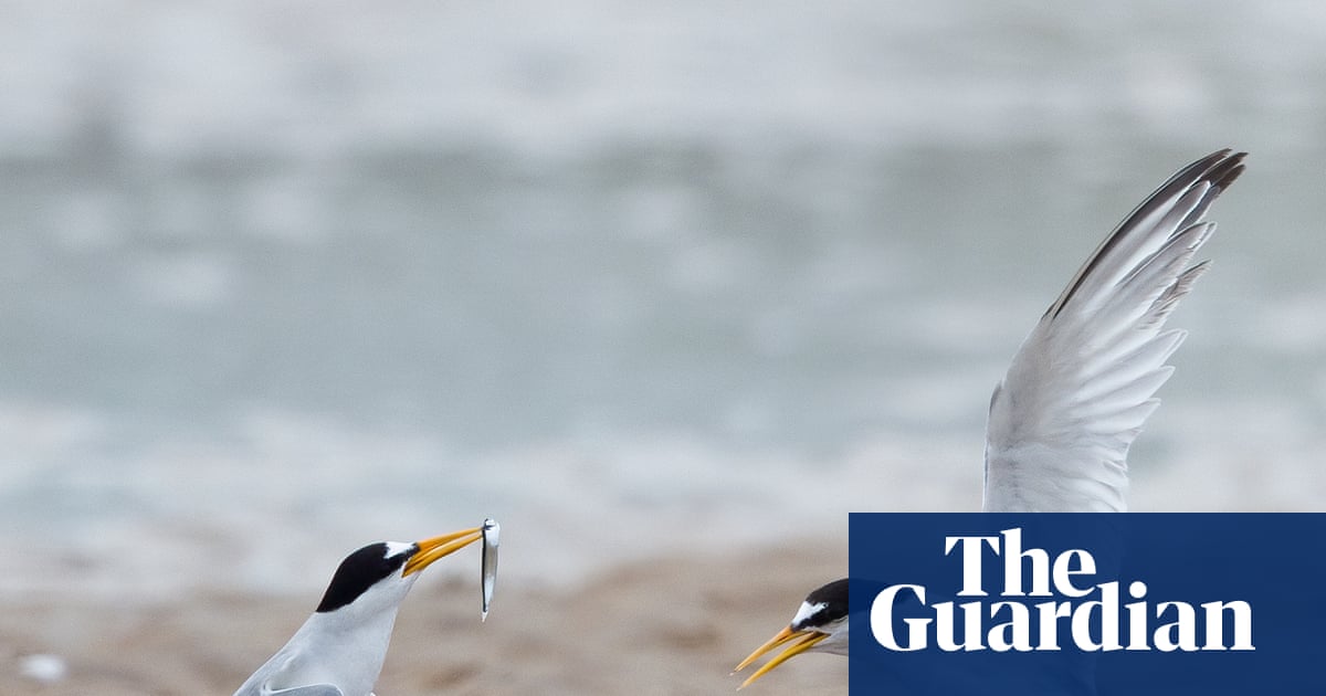 England’s tern colonies record encouraging recovery after difficult seasons