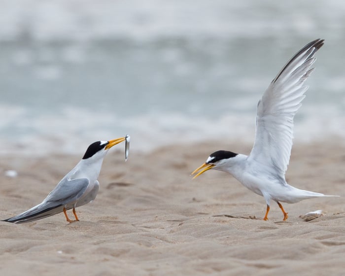 Tern turnaround: colonies in England show signs of recovery after decline