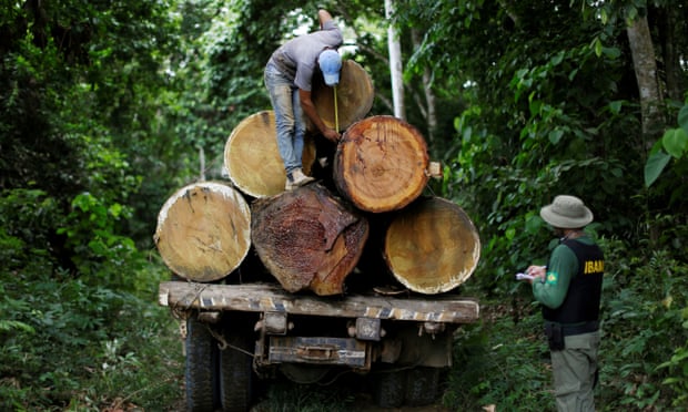 An Ibama agent measures a tree trunk during an operation to combat illegal mining and logging in the municipality of Novo Progresso, Para State, northern Brazil
