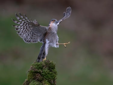 A sparrowhawk looks as if it’s dancing on a wooden stump covered in moss