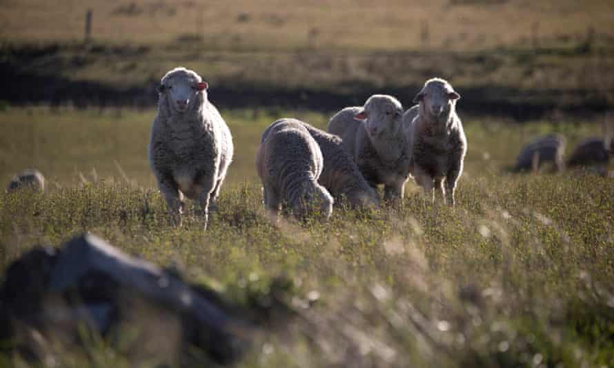 Sheep graze in a meadow at Eden Monaro.