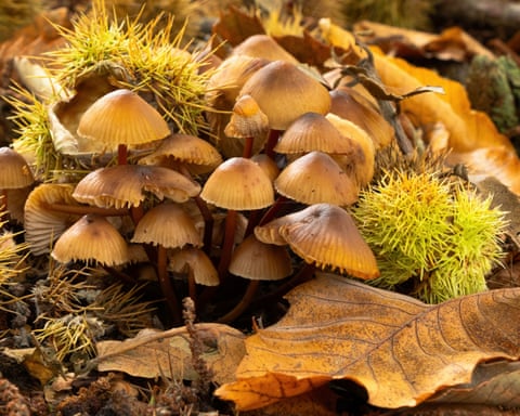 Sevenoaks, UK ‘Beautiful autumn colours and textures in woodland at Knole Park’
