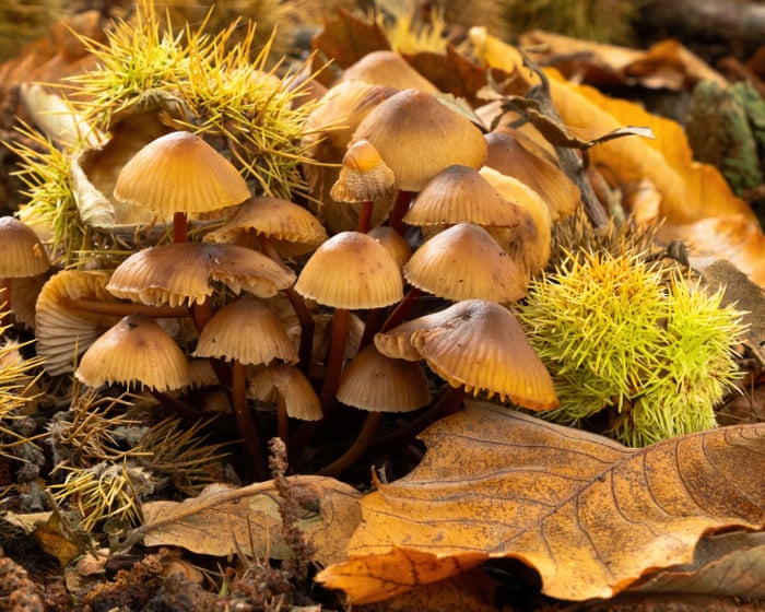 Magical mushrooms and a peeking peacock – readers’ best photographs