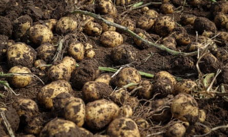 Potatoes ready for harvest
