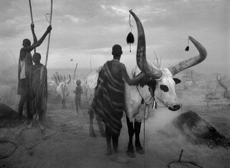 In the foreground a herder stands with his back to the camera and one hand on a cow with huge horns, while dust swirls around them