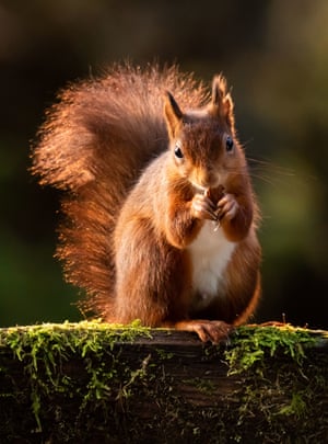 A red squirrel in the Widdale Red Squirrel Reserve in the Yorkshire Dales National Park, UK. Red squirrel conservation strategies which favour non-native conifer plantations are likely to negatively impact the species, research has warned