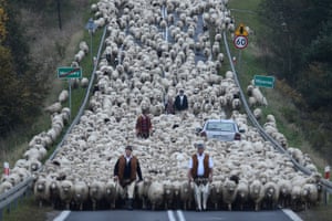 Shepherds bring the flock down from the mountains, Poland. Siena International Photo Awards