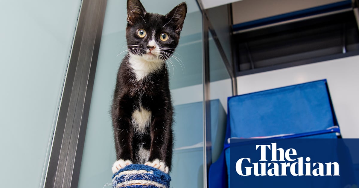 Kitten boom at Battersea Dogs & Cats Home blamed on cost of living crisis