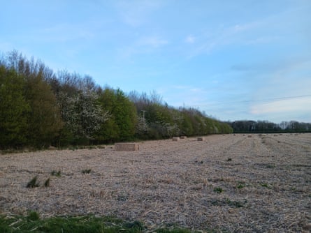Bales of miscanthus ready to be picked up.
