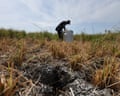 Cracks in the rice fields are seen due to the long drought in Darul Imarah, Aceh Besar, Indonesia.