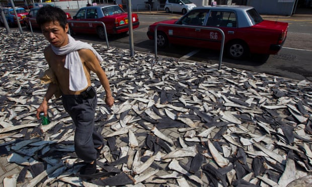 Thousands of shark fins are laid out to dry on a street in Hong Kong.