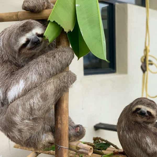 The Rodríguezes hope to return those sloths that are healthy enough to the wild