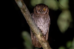 A tropical screech owl