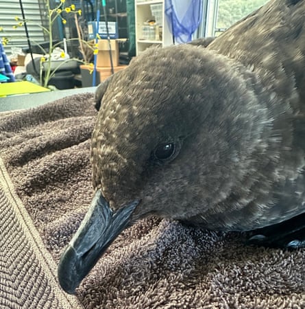 A brown skua on a towel in a wildlife hospital