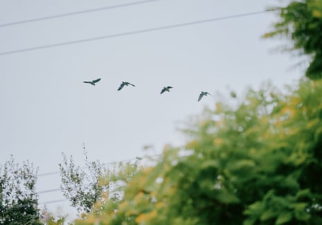 a line of birds flying in the sky